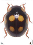 Brachiacantha sp. 11