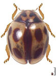 Brachiacantha sp. 16