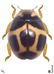 Brachiacantha sp. 9