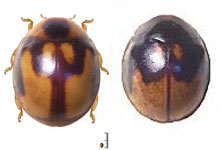 Calloeneis signata