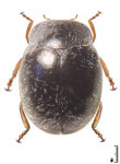  Carinoscymnus majusculus