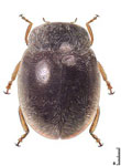  Carinoscymnus sp. 1