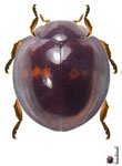 Chilocorus bipustulatus