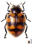 Coleomegilla quadrifasciata quadrifasciata