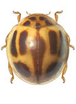 Cryptognatha gemellata