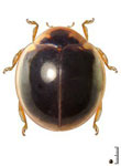 Cryptognatha sp. 4