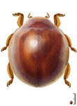 Cryptognatha sp. 5