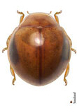  Cryptognathini sp. 4