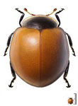 Cycloneda erythroptera