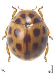 Dilatitibialis carolinae