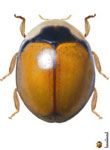 Dilatitibialis semicincta