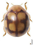 Dilatitibialis sp. 3