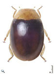 Diomus agapitus