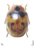 Diomus faustinus