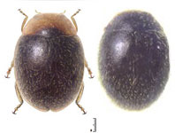  Diomus gordoni