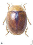 Diomus petronilla