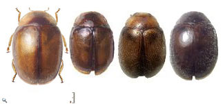 Diomus pusillus