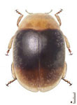  Diomus secunda