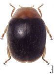  Diomus sp. 100