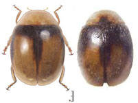  Diomus sp. 13  