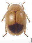  Diomus sp. 15