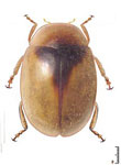  Diomus sp. 42