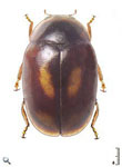 Diomus sp. 46