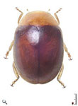 Diomus sp. 50