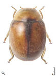 Diomus sp. 58