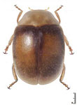  Diomus sp. 96