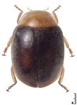  Diomus sp. 97  