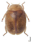 Diomus tenuis