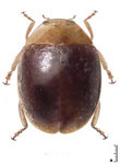  Diomus valerianus