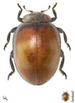 Epilachna discolor