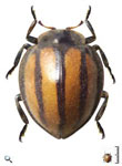 Epilachna divisa