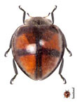 Epilachna fenestrata