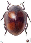 Epilachna fenestroides