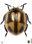 Epilachna ostensoides