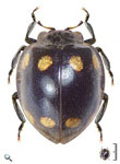 Epilachna patricia