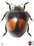 Epilachna sellata