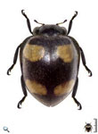 Epilachna simplex