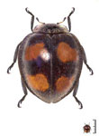 Epilachna simulans