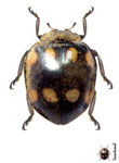 Epilachna sp. 02