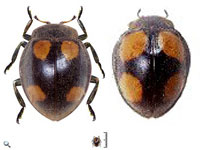 Epilachna sp. 14