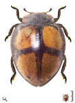 Epilachna sp. 16