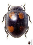 Epilachna sp. 61