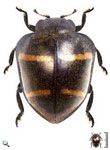 Epilachna transverselineata