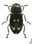 Eriopis huancavelicae