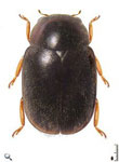 Erratodiomus sp. 2