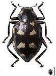 Eumegilla variolosa